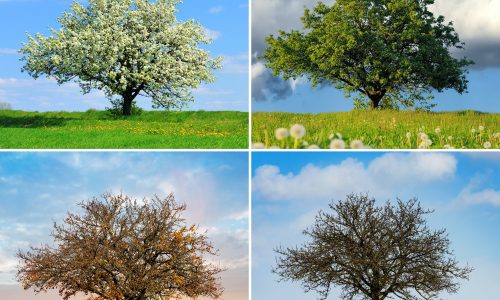 Alone tree in four season